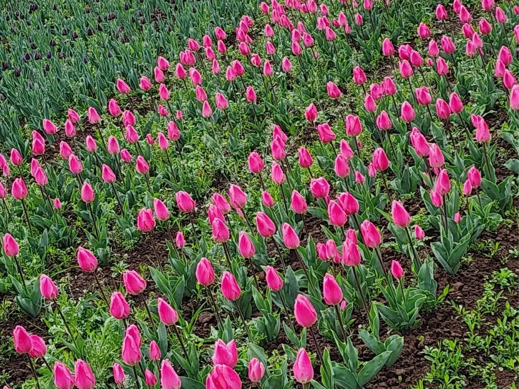 Kashmir Tulip Festival