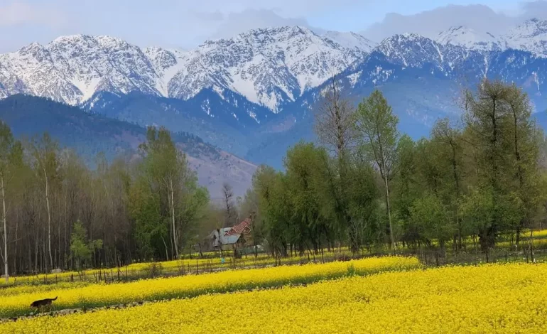  Kashmir Tulip Festival 2024: An Amazing Lifetime Experience