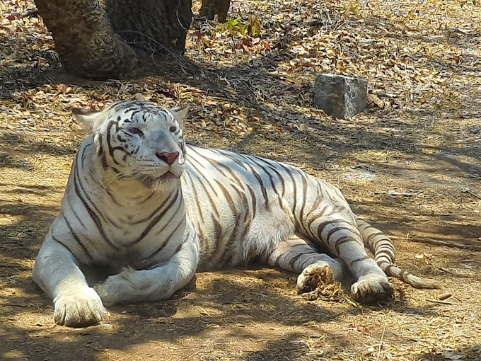 Bannerghatta National Park