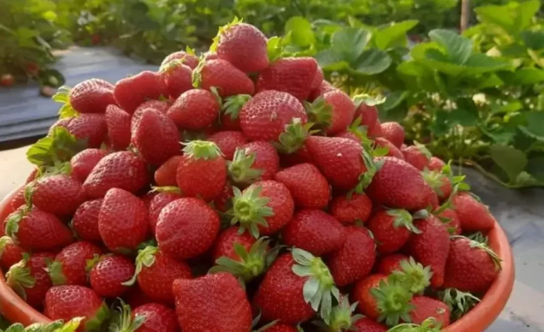 Ultimate Strawberry Recipe Guide: Delicious Dishes For Every Occasion