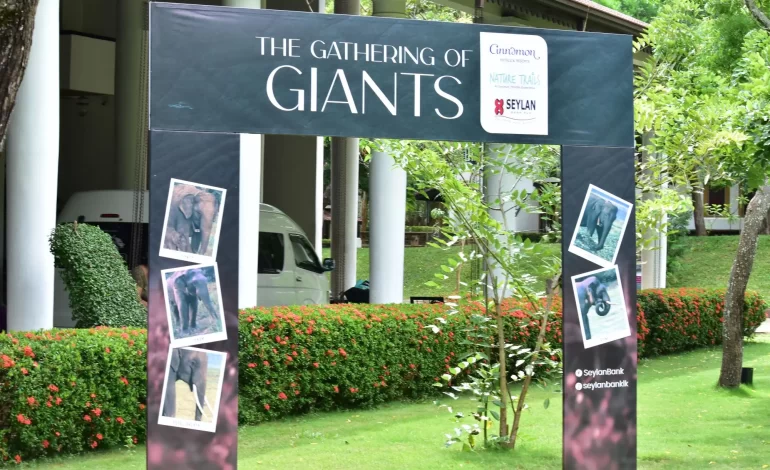 “The Gathering of Giants” 2025 Returns to Cinnamon Habarana Complex – Experience Asia’s Largest Wild Elephant Spectacle (6)