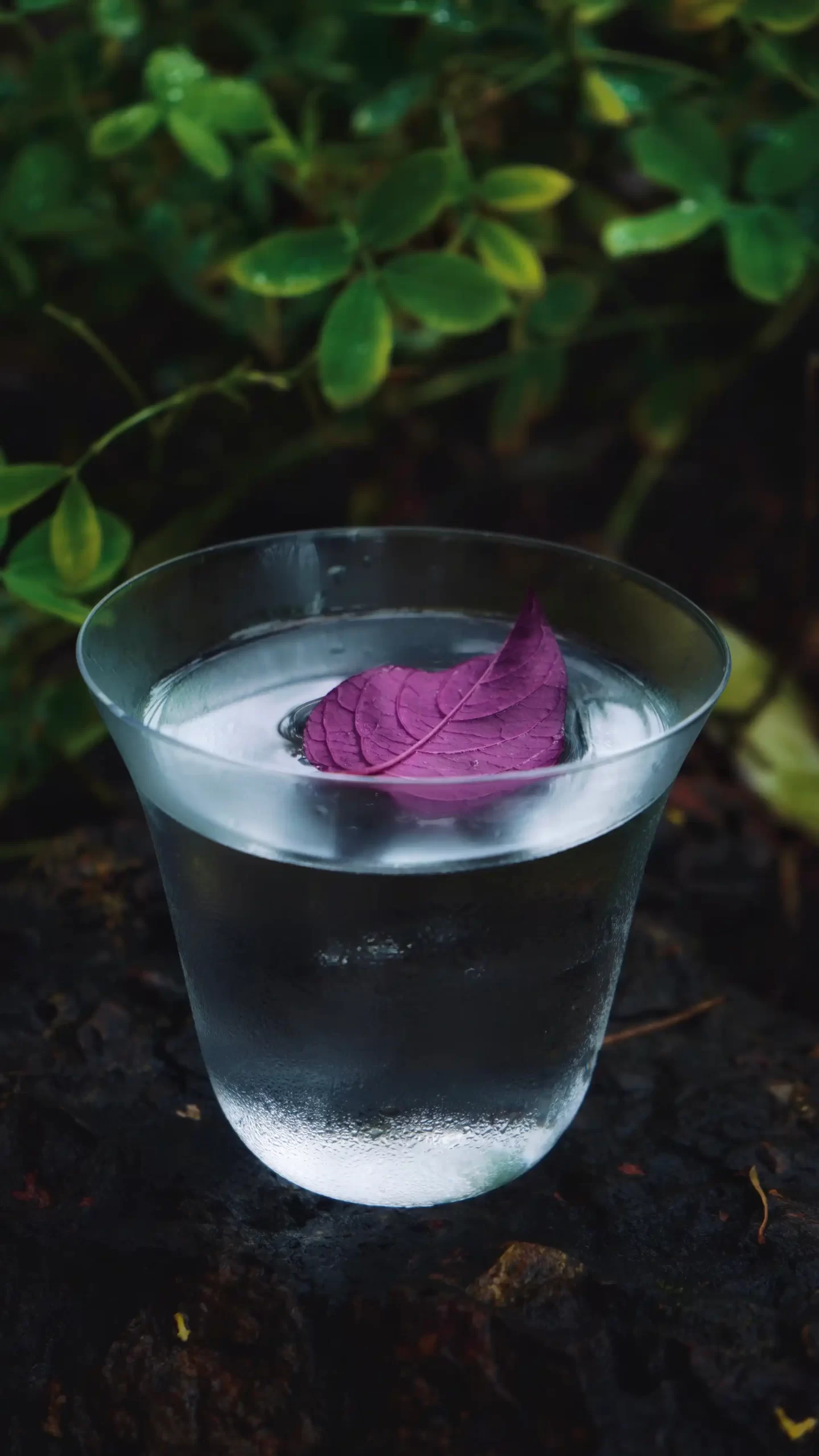 Como Agua Shack Life